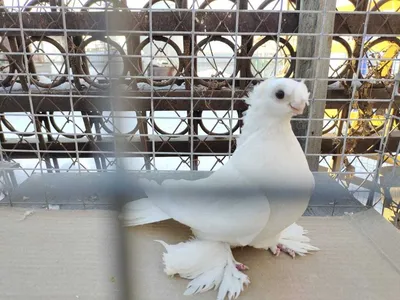 Белые двухчубые голуби: 10 000 тг. - Птицы Алга на Olx
