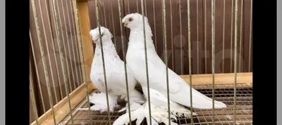 Двухчубые голуби Узбекские купить в Москве | Животные и зоотовары | Авито