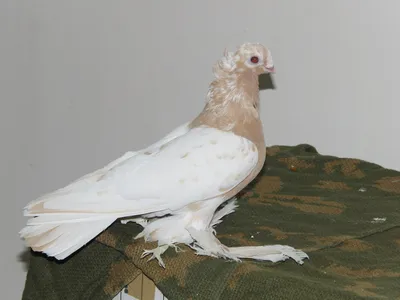 Узбекские голуби двухчубые - 60 фото: смотреть онлайн