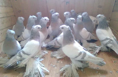 Узбекские голуби - виды голубей, экстерьер, особенности разведения