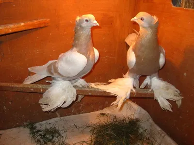 Порода голубей Агараны, фото, описание, разведение