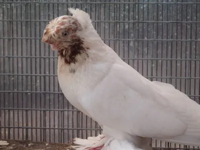Узбекские голуби: разновидности бойной породы