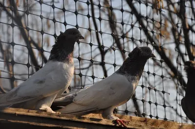 Таджикские голуби | Смотреть 20 фото бесплатно