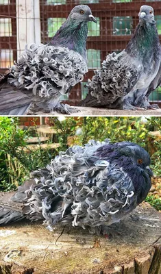 Удивительные виды голубей, о которых вы, возможно, даже не знали