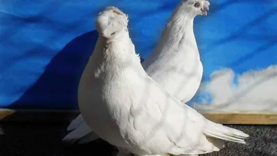 Узбекские голуби (55 фото): бойные игровые челкари, чубатые капканы, тасманы