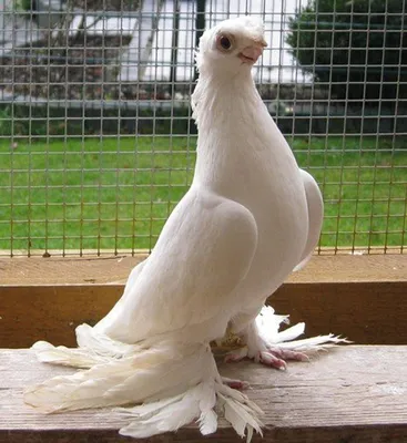 Фрунзенские голуби | Порода голубей