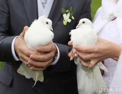 Голуби на свадьбу или праздник, прокат голубей аренда в городе Москва |  ZKAM.RU