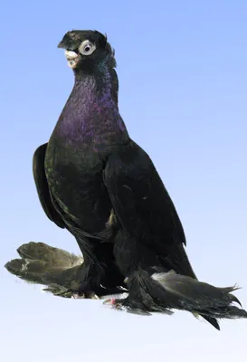 История голубеводства Узбекистана — Сайт о голубях