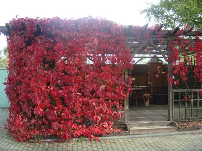 Девичий виноград в саду фото