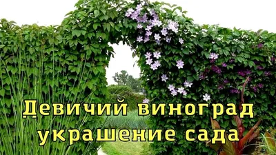 Девичий виноград в ландшафтном дизайне. Идеи для вдохновения.Вертикальное  озеленение. - YouTube