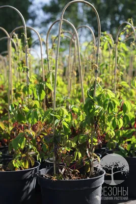 Виноград девичий пятилисточковый или виргинский (Parthenocissus  quinquefolia) – Питомник растений СЕЗОНЫ