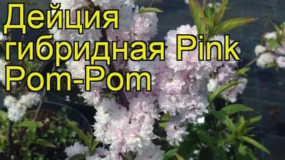 Дейция гибридная Пинк Пом-Пом. Краткий обзор, описание характеристик  deutzia x hybrida Pink Pom-Pom - YouTube