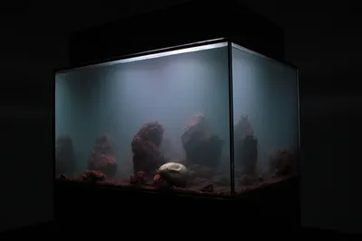 Как оформить аквариум красиво: Советы как украсить аквариум своими руками,  идеи для оформления и украшения аквариума | Houzz Россия