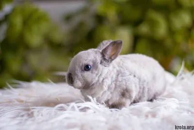 Породы декоративных кроликов: фото, названия и описание | «Твой Кролик»