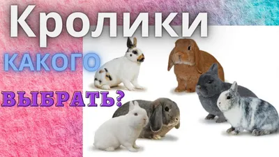 Кролики декоративные. Какую породу кроликов выбрать? - YouTube