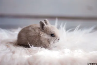 Цветной карлик (кролик): фото, характер породы, цена | «Твой Кролик»