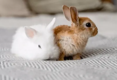Кролики как домашние животные: что нужно знать
