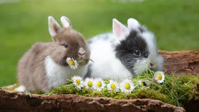 Декоративные кролики породы с фото