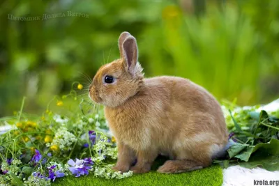 Такие разные: популярные породы декоративных кроликов