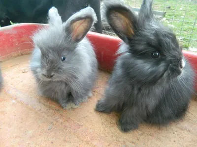 Выбираем пол кролика, или кто лучше — мальчик или девочка? | Информационный  портал о карликовых и декоративных кроликах