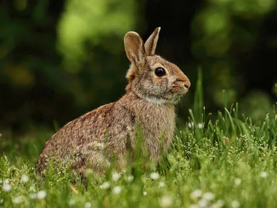 Почему кролик - самое ужасное домашнее животное - Экспресс газета