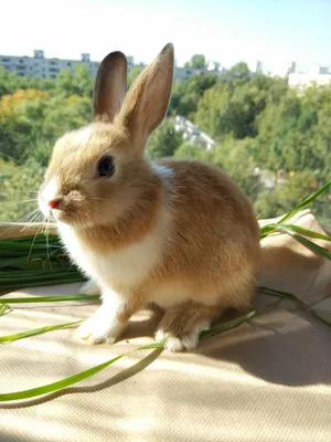 Породы декоративных кроликов - 56 фото: смотреть онлайн