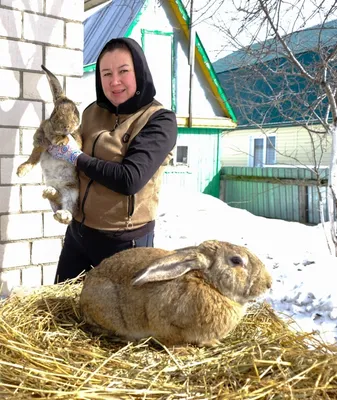 Ушастое» хобби: семья из Уфы разводит гигантскую породу кроликов