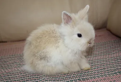 Породы декоративных кроликов: фото, названия и описание | «Твой Кролик»