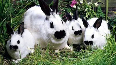 Виды кроликов - ZooHome