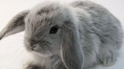 Вислоухий карликовый баран, декоративный кролик ⋆ Всё о домашних животных!
