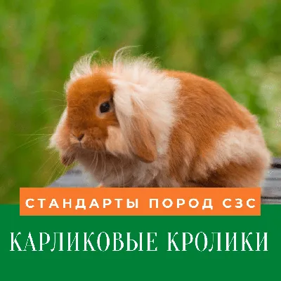 Карликовые кролики (PDF) — Союз Заводчиков и Селекционеров
