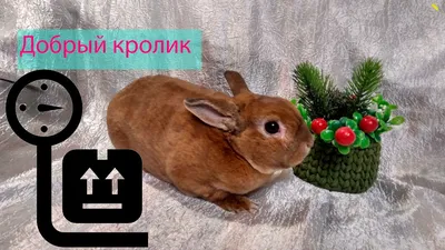Декоративные карликовые кролики породы Рекс: размер, вес, габариты - YouTube