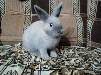 Декоративный Кролик - «Моя Зефирка! Фото и видео» | отзывы