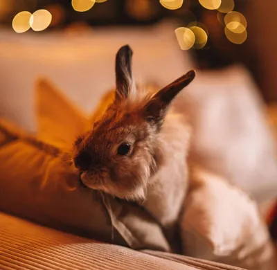 Домашний кролик: живая игрушка или настоящий компаньон? - Гатчинская правда