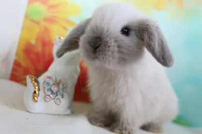 Продажа декоративных кроликов баранов домашних - .