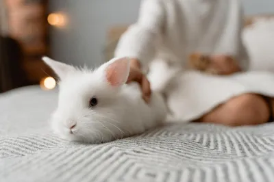 Почему линяет декоративный кролик и что делать