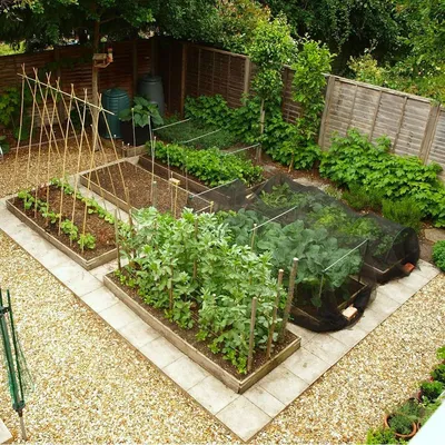Друзья, как вам такое оформление декоративного огорода? ❤️ | Огороды на  заднем дворе, Сады на открытом воздухе, Озеленение заднего двора