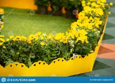 декоративные огороды. желтые цветы Стоковое Фото - изображение  насчитывающей загородки, декоративно: 219015248