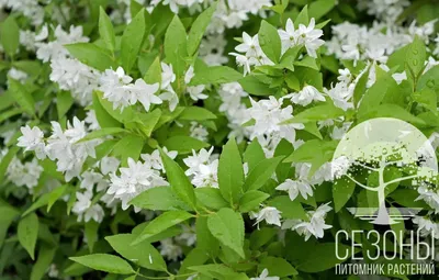 Дейция изящная (Deutzia gracilis) – Питомник растений СЕЗОНЫ