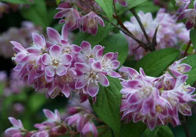Дейция – цветущий кустарник, невероятное украшение сада | Идеи для уютного  сада | Дзен