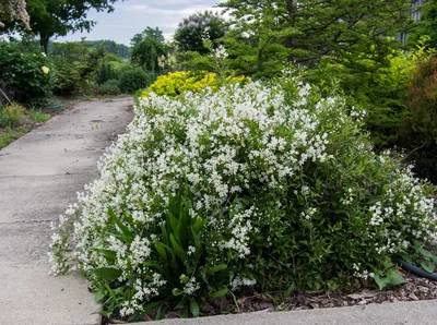 Дейция изящная Deutzia gracilis - купить декоративные и хвойные растения с  доставкой по Украине в магазине Добродар