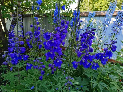 Дельфиниум (живокость) гибридный Delphinium hybridum: описание сорта, фото