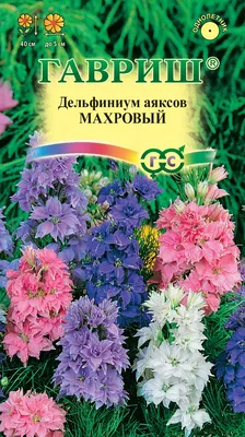 Дельфиниумы : Delphinium Yellow Dwarf-Дельфиниум Елов Дварф