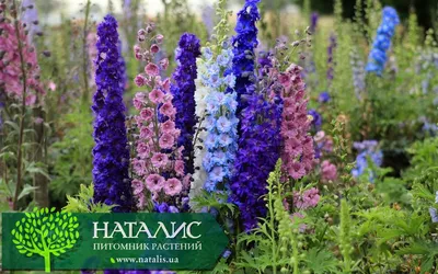 🌿 #Дельфиниум / #Delphinium 🌿 🌺 Род одно- и многолетних травянистых  растений семейства Лютиковые (Ranunculaceae). 🌺 Включает … | Дикий сад,  Растения, Дельфиниум