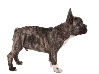 Французский бульдог щенок стоя | Премиум Фото