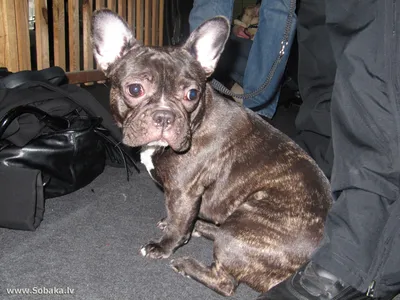 Демодекоз у собак французского бульдога (26 фото)
