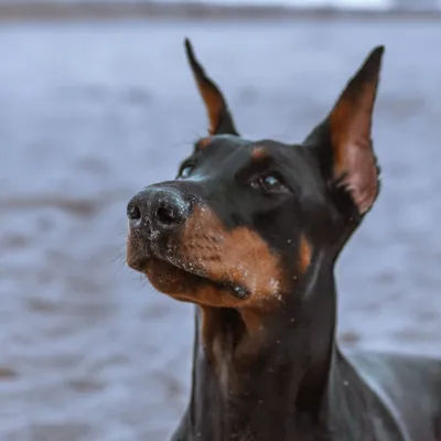 Доберман - описание породы собак: характер, особенности поведения, размер,  отзывы и фото - Питомцы Mail.ru