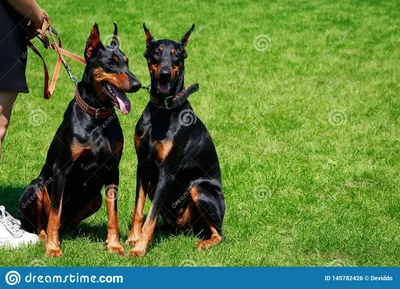 Pinscher Doberman породы 2 собак Стоковое Фото - изображение насчитывающей  ñ‰ðµð½oðº, oñ‚ðºñ€ñ‹ñ‚o: 145782426