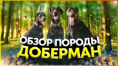 Доберман | Обзор породы | Послушание | Кому подойдет порода Доберман |  Школа для собак DRED - YouTube