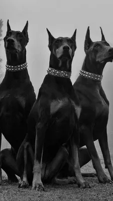 Pin by Helen on ANYTHING 1 | Doberman, Scary dogs, Doberman pinscher